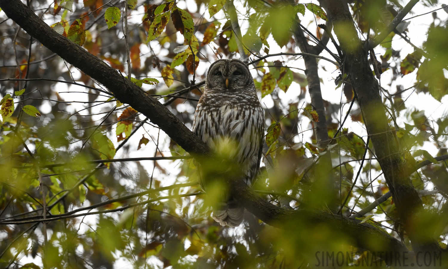 Strix varia varia [400 mm, 1/250 sec at f / 7.1, ISO 1600]